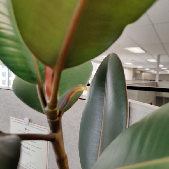 Meet your Posher, Posh - Picture 1 of 1